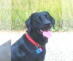 Small Photo #1 Labrador Retriever Puppy For Sale in FORT COLLINS, CO, USA
