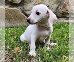 Miniature Schnoxie Puppy for Sale in FRISCO, Texas USA