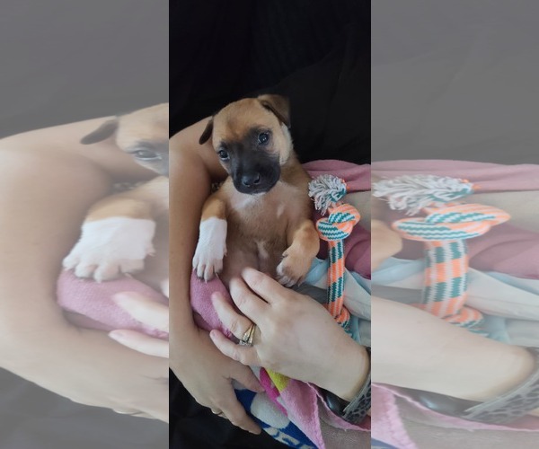 Medium Photo #9 Mutt Puppy For Sale in Minneapolis, MN, USA