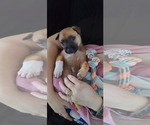 Small #8 Mutt