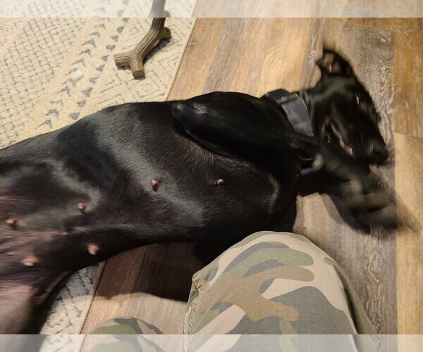 Medium Photo #9 Doberman Pinscher Puppy For Sale in Minneaoplis, MN, USA