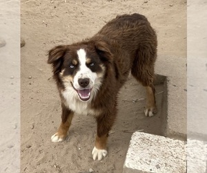 Father of the Miniature Australian Shepherd puppies born on 12/28/2024