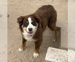 Small Photo #1 Miniature Australian Shepherd Puppy For Sale in FORT MORGAN, CO, USA