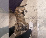 COURTESY POST: Lucky - Male Mutt Dog for Adoption - Small photo