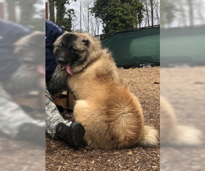 Father of the Caucasian Shepherd Dog puppies born on 05/03/2019
