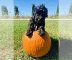 Small Aussiedoodle Miniature 