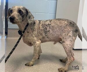 Aussiedoodle Miniature  Dogs for adoption in Washington, DC, USA