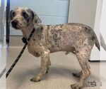 Gray Ears - Male Aussiedoodle Miniature  Dog for Adoption - Small photo