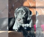 Small Photo #4 Labrador Retriever-Unknown Mix Puppy For Sale in Warrington, PA, USA