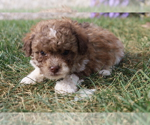 Bichpoo Puppy for sale in BLOOMINGTON, IN, USA