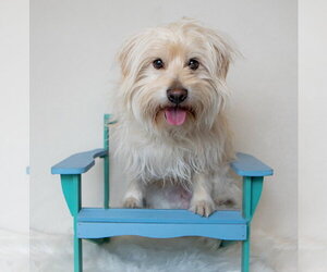 Mutt Dogs for adoption in Salt Lake City, UT, USA