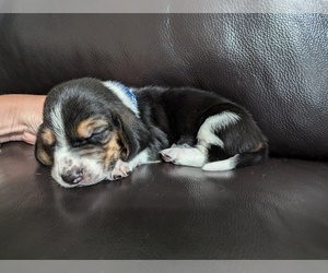 Basset Hound Puppy for Sale in EDGAR SPRINGS, Missouri USA