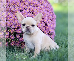 French Bulldog Puppy for sale in RONKS, PA, USA