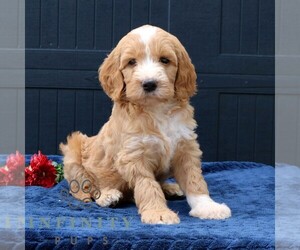 Goldendoodle Puppy for sale in LANCASTER, PA, USA