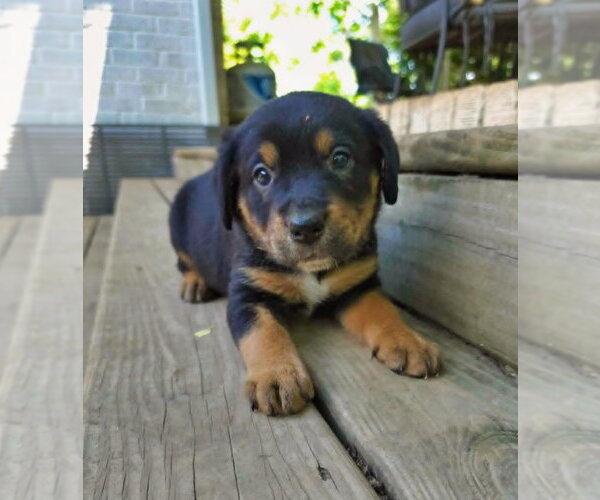 Medium Photo #3 Shepweiller Puppy For Sale in Raleigh, NC, USA