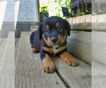 Small #2 Shepweiller