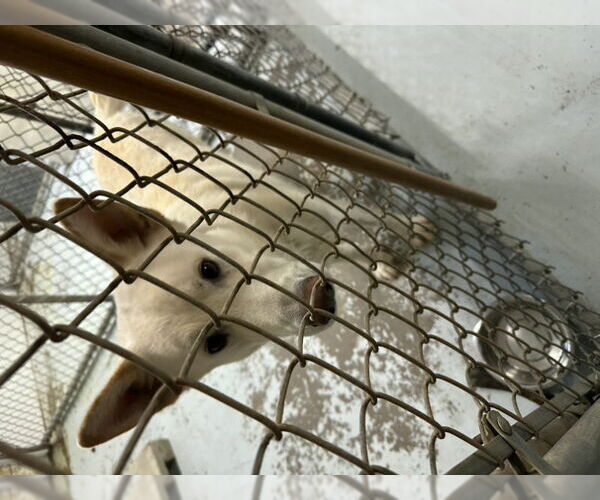 Medium Photo #16 Gerberian Shepsky Puppy For Sale in Winston Salem, NC, USA