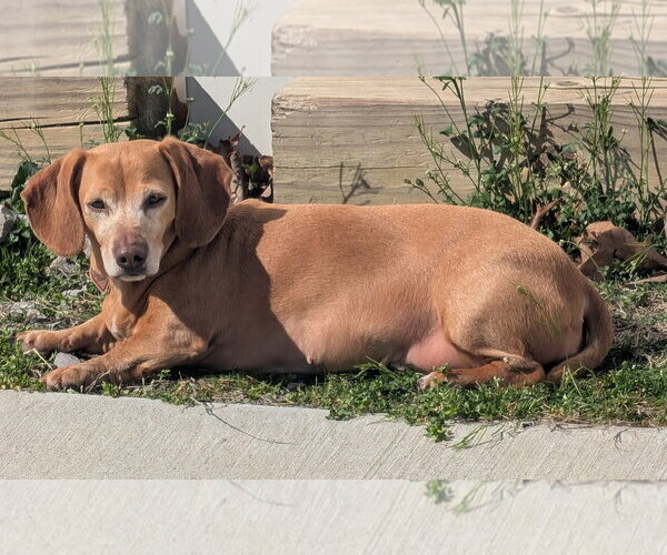 Medium Photo #2 Dachshund Puppy For Sale in Shelbyville, TN, USA