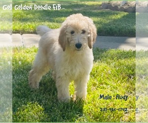 Goldendoodle-Poodle (Standard) Mix Puppy for sale in SUGAR LAND, TX, USA