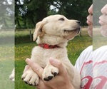 Puppy Yellow Male red Labrador Retriever