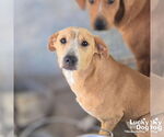 Small Black Mouth Cur-Retriever  Mix