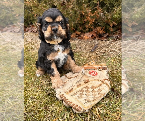 Medium Photo #3 Cocker Spaniel Puppy For Sale in MIDDLEBURY, IN, USA