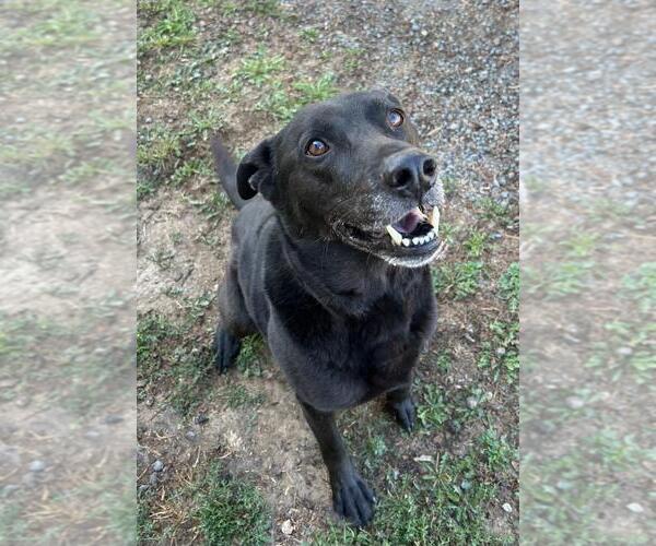 Medium Photo #4 Mutt Puppy For Sale in Sequim, WA, USA