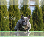 Small Photo #1 French Bulldog Puppy For Sale in NEW MILFORD, CT, USA