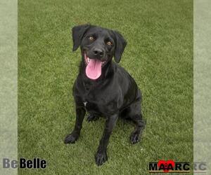 Labrador Retriever-Unknown Mix Dogs for adoption in Maryville, TN, USA