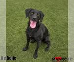 Belle - Female Labrador Retriever-Unknown Mix Dog for Adoption - Small photo