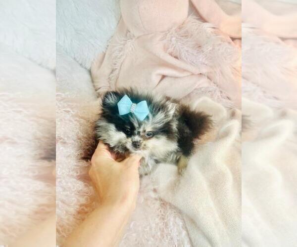 Medium Photo #4 Pomeranian Puppy For Sale in FT LAUDERDALE, FL, USA