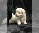 Small Photo #3 Maltipoo Puppy For Sale in AVE MARIA, FL, USA