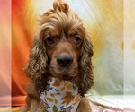 Small Photo #2 Cocker Spaniel Puppy For Sale in Arlington, VA, USA