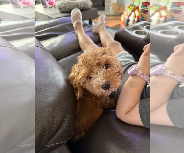 Medium Photo #5 Cavapoochon (Miniature) Puppy For Sale in GROVETOWN, GA, USA