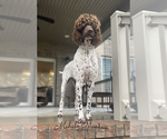 Small Photo #1 Poodle (Standard) Puppy For Sale in SUFFOLK, VA, USA