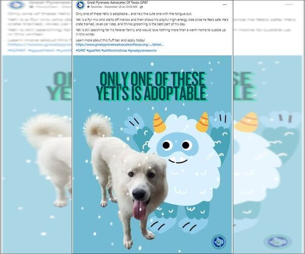 Medium Photo #16 Chow Chow-Great Pyrenees Mix Puppy For Sale in Houston, TX, USA