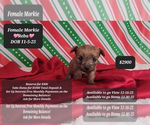 Morkie Puppy for sale in TUCSON, AZ, USA