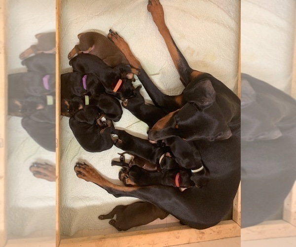 Medium Photo #4 Doberman Pinscher Puppy For Sale in BRIDGEWATER, MA, USA