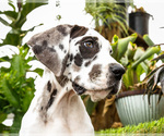 Small #7 Great Dane