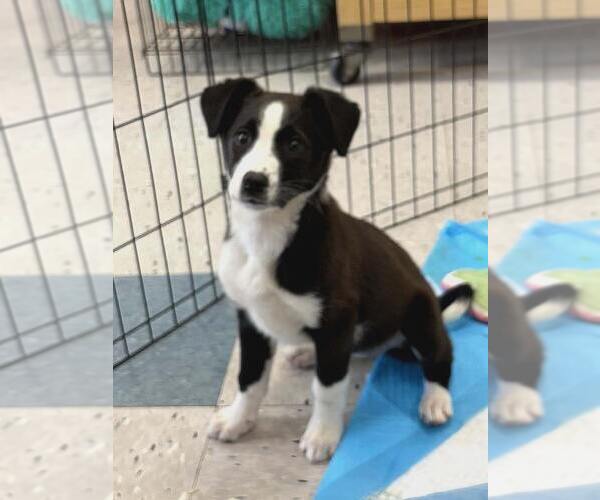 Medium Photo #1 Border Collie-Unknown Mix Puppy For Sale in Palatine/Kildeer/Buffalo grove, IL, USA