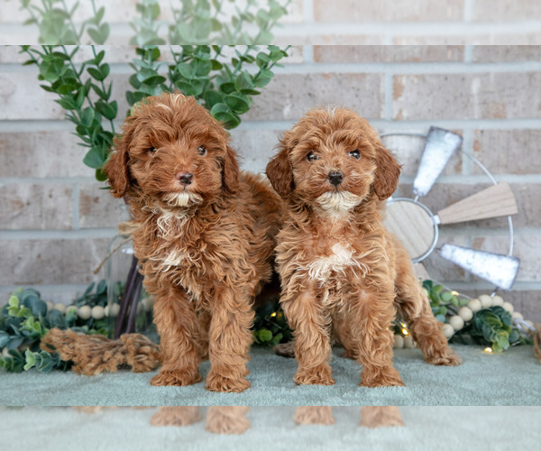 Medium Photo #1 Goldendoodle mix (+ Poodle Miniature) Puppy For Sale in SPENCERVILLE, IN, USA