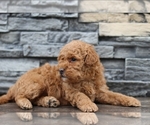 Puppy Fergie Goldendoodle (Miniature)