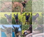 Litter of 8 - Male(s) and Female(s) Belgian MalinoisLitter of Puppies for Sale - Photo #15