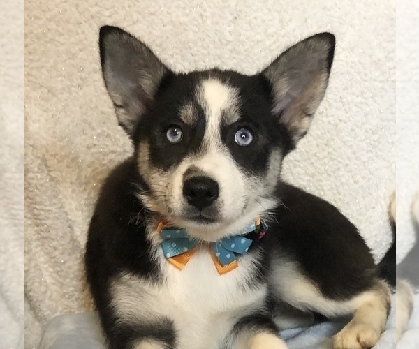 Medium Photo #3 Pomsky Puppy For Sale in HOWLAND, OH, USA