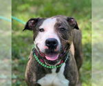 Small #1 American Staffordshire Terrier