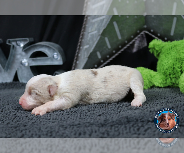 Medium Photo #20 Miniature Australian Shepherd Puppy For Sale in GRANBURY, TX, USA