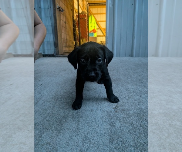 Medium Photo #5 Labrador Retriever Puppy For Sale in PIERSON STATION, IL, USA