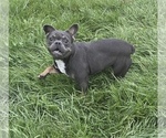 Puppy Penellope AKC French Bulldog