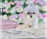 Small #36 Maltese