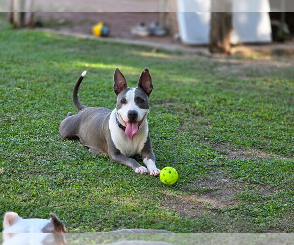 Medium Photo #3 Mutt Puppy For Sale in Brewster, NY, USA